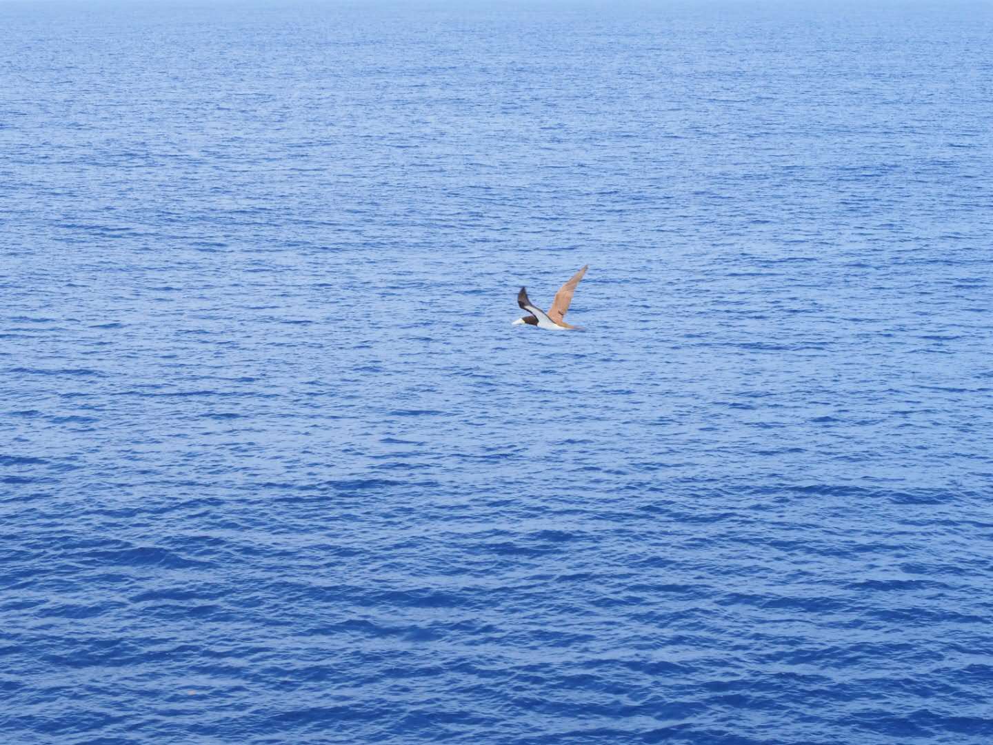 在去小笠原的船上路过一个海岛shi拍到的海鸟。
